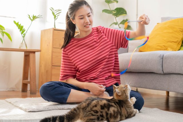 best automatic cat toy
