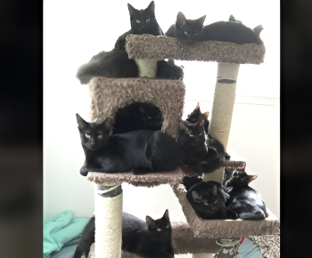 cats #image_title